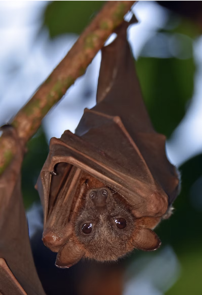 Professional Pest Control Services Near Me Main Line Bat Guy